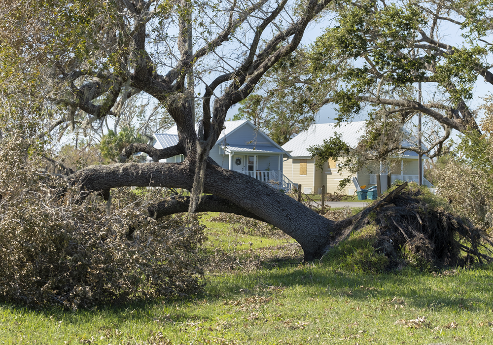 Tree Removal by Alky Tree Services